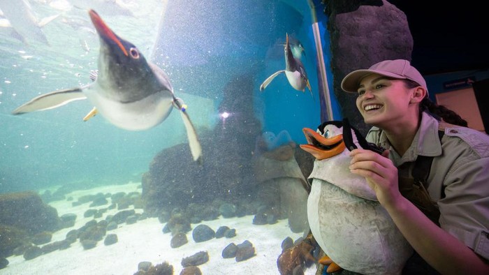 Banyak orang penasaran bagaimana cara penguin berenang. Ternyata cara penguin berenang cukup unik dan menggemaskan. Lihat nih fotonya.