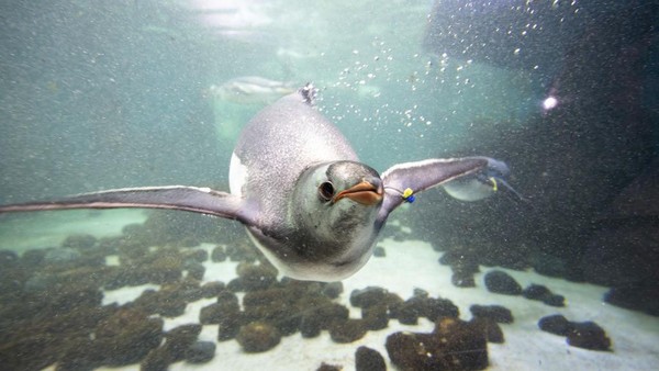 Saat berenang, penguin mengandalkan sayap dan otot dadanya yang kuat untuk mendorong ke dalam air saat berenang.   