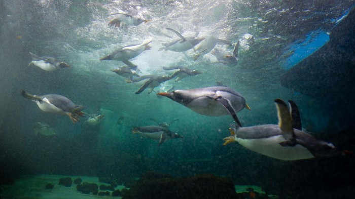 Gemas Banget! Begini Penampakan Penguin Saat Berenang di Aquarium Banyak orang penasaran bagaimana cara penguin berenang. Ternyata cara penguin berenang cukup unik dan menggemaskan. Lihat nih fotonya.