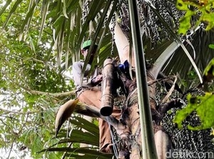 Mengenal Desa Banjar Banyuwangi, Komplek Industri Gula Aren di Lereng Ijen