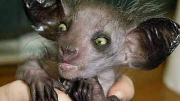 Aye-Aye adalah lemur asli Madagaskar yang seperti gabungan hewan pengerat dengan jari tengah berselaput seperti burung pelatuk. Foto: Boredpanda