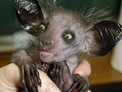 Hewan Aneh yang Benar-benar Ada di Dunia, Bukan Photoshop