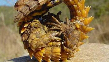 Naga Berduri atau Setan Berduri adalah kadal Australia, juga dikenal sebagai Setan Gunung, Kadal Berduri atau Moloch. Foto: Boredpanda