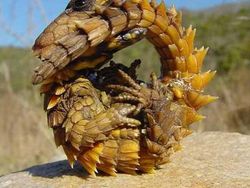 Hewan Aneh yang Benar-benar Ada di Dunia, Bukan Photoshop