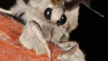 Ngengat Poodle Venezuela. Foto: Boredpanda