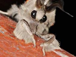 Hewan Aneh yang Benar-benar Ada di Dunia, Bukan Photoshop