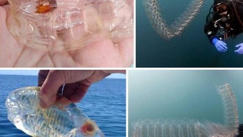 Salp (Plural salps) atau Salpa (Plural salpae atau Salpas) adalah plankton unik berbentuk gulungan. Foto: Boredpanda