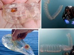 Hewan Aneh yang Benar-benar Ada di Dunia, Bukan Photoshop