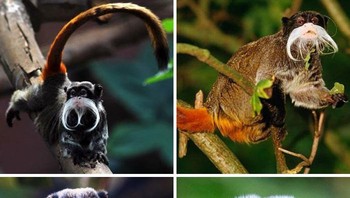 Kaisar Tamarin, juga dikenal sebagai Monyet Brockway (Saguinus imperator). Foto: Boredpanda