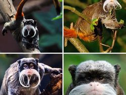 Hewan Aneh yang Benar-benar Ada di Dunia, Bukan Photoshop