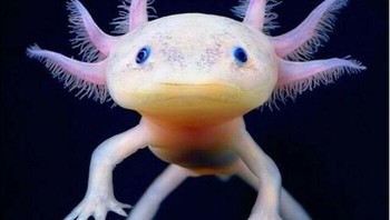 Salamander Meksiko (Axolotls) adalah salamander neotenik, ia terkait erat dengan salamander harimau. Foto: Boredpanda