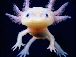 Hewan Aneh yang Benar-benar Ada di Dunia, Bukan Photoshop