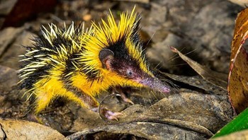 Tenrec Streaked Dataran Rendah: Mereka endemik di Madagaskar. Foto: Boredpanda