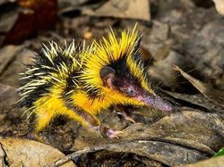 Hewan Aneh yang Benar-benar Ada di Dunia, Bukan Photoshop