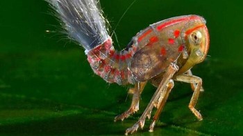 Bug Troll-Haired ini adalah salah satu serangga paling keren yang pernah ada. Foto: Boredpanda