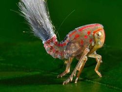 Hewan Aneh yang Benar-benar Ada di Dunia, Bukan Photoshop