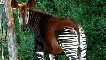 Okapi adalah mamalia artiodactyl jerapah. Dia berasal dari timur laut Kongo di Afrika Tengah. Foto: Boredpanda