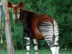 Hewan Aneh yang Benar-benar Ada di Dunia, Bukan Photoshop