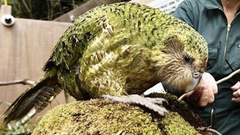 Kakapo adalah spesies yang terancam punah dengan hanya tersisa sekitar 125 ekor. Foto: Boredpanda