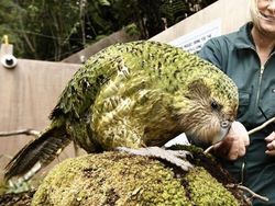 Hewan Aneh yang Benar-benar Ada di Dunia, Bukan Photoshop