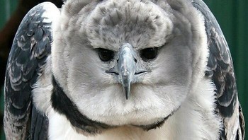 Elang Harpy: Elang Harpy (Harpia Harpyja) adalah spesies elang neotropis yang disebut elang terbesar sedunia. Ukurannya bisa sebesar manusia. Foto: Boredpanda