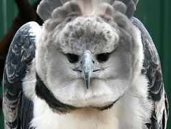 Hewan Aneh yang Benar-benar Ada di Dunia, Bukan Photoshop