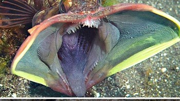 Sarcastic Fringehead (Neoclinus blanchardi) adalah ikan kecil tapi ganas yang memiliki mulut besar dan perilaku teritorial agresif. Foto: Boredpanda