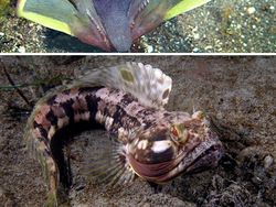 Hewan Aneh yang Benar-benar Ada di Dunia, Bukan Photoshop