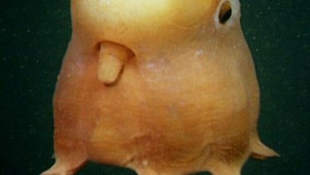 Dumbo Octopus atau gurita Dumbo. Foto: Boredpanda