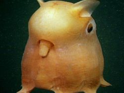 Hewan Aneh yang Benar-benar Ada di Dunia, Bukan Photoshop