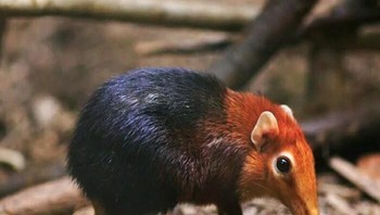 Black and Rufous Elephant Shrew: Salah satu dari 17 spesies Elephant Shrew hanya ditemukan di Afrika. Foto: Boredpanda
