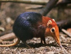 Hewan Aneh yang Benar-benar Ada di Dunia, Bukan Photoshop