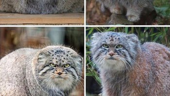 Kucing Pallas (Otocolobus Manul) atau disebut juga Manul, adalah kucing liar kecil dengan penyebaran yang luas namun terpisah-pisah di padang rumput dan stepa pegunungan di Asia Tengah. Foto: Boredpanda