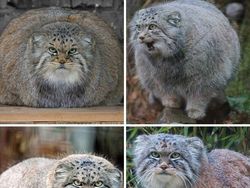 Hewan Aneh yang Benar-benar Ada di Dunia, Bukan Photoshop