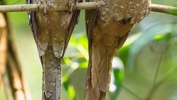 Frogmouth Bird. Mereka dinamai karena paruh besar berkait rata dan menganga seperti katak besar, yang mereka gunakan untuk menangkap serangga. Foto: Boredpanda