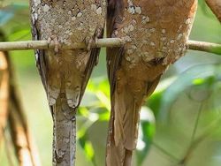 Hewan Aneh yang Benar-benar Ada di Dunia, Bukan Photoshop