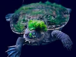 Hewan Aneh yang Benar-benar Ada di Dunia, Bukan Photoshop