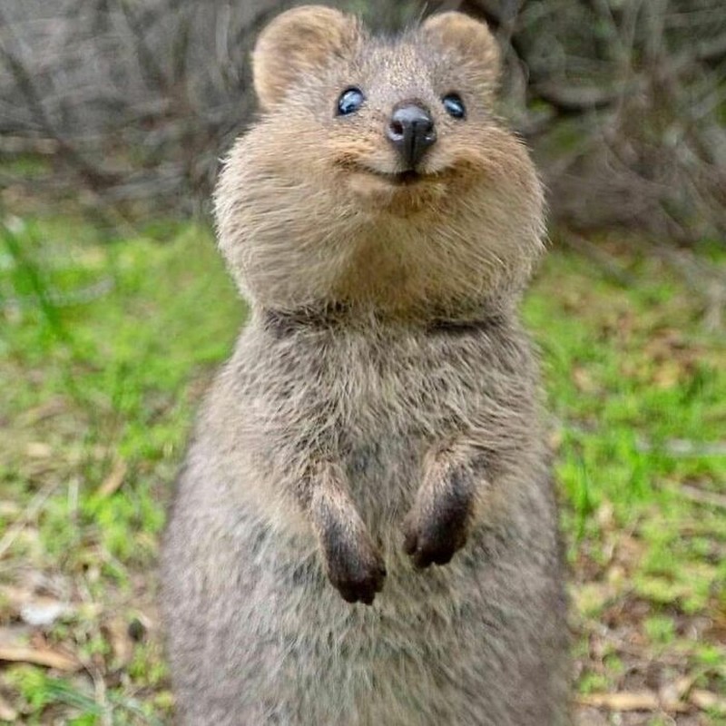 Hewan langka bukan hasil photoshop