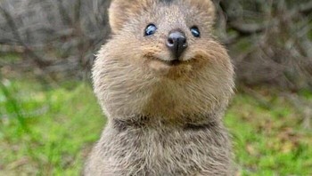 Quokka dianggap hewan paling bahagia di dunia, wajahnya senyum terus. Quokka juga dikenal sebagai Wallaby belukar ekor pendek. Foto: Boredpanda