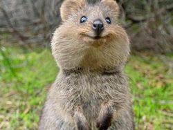 Hewan Aneh yang Benar-benar Ada di Dunia, Bukan Photoshop