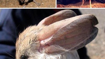 Hewan pengerat seperti tikus nokturnal dengan ekor panjang, kaki belakang panjang untuk melompat, dan telinga yang luar biasa besar. Sangat sedikit yang diketahui tentang spesiesnya. Foto: Boredpanda