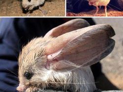 Hewan Aneh yang Benar-benar Ada di Dunia, Bukan Photoshop