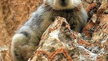 Berasal dari daerah terpencil China, mamalia mungil ini dikenal sebagai Ili Pika. Tidak diketahui apakah termasuk spesies langka dan banyak orang belum tahu juga. Foto: Boredpanda