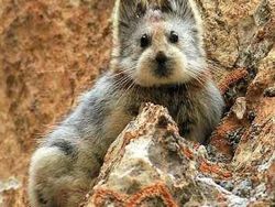 Hewan Aneh yang Benar-benar Ada di Dunia, Bukan Photoshop