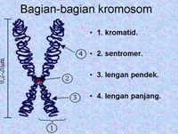 Kromosom Pengertian Struktur Dan Jumlahnya Kromosom Pengertian Struktur Dan Jumlahnya