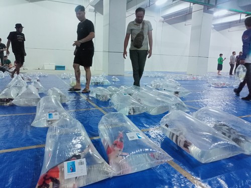 Penghobi ikan koi dari 49 kota di Indonesia mengikuti kontes ikan koi yang digelar perdana oleh Pemerintah Kabupaten Badung, Sabtu (3/12/2022).
