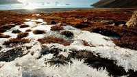 Para peneliti dari Prancis, Jerman, dan Rusia menemukan virus zombie yakni Pandoravirus yedoma yang terkubur di permafrost di tanah Siberia selama 27.000 dan 48.000 tahun. Permafrost adalah lapisan beku permanen di atas atau di bawah permukaan bumi. (Foto: Getty Images/Adrian Wojcik)