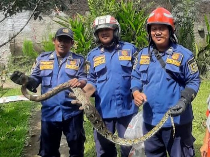 Petugas Damkar Kabupaten Bogor evakuasi ular sanca sepanjang 2 meter di dalam saluran pembuangan, Dramaga, Bogor.