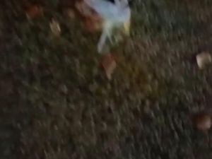 Telur Busuk di Kantor NasDem, Demokrat Minta Pelaku Ditangkap
