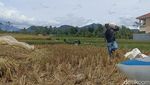 Potret Petani Panen Padi Pascagempa Cianjur
